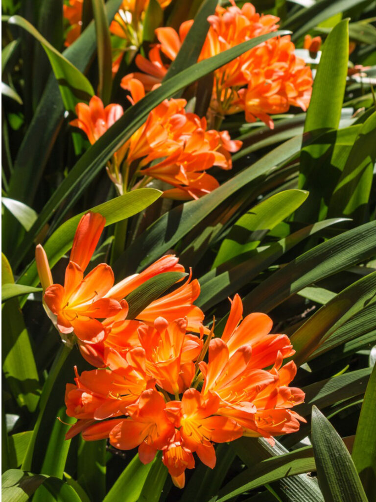 How To Help The Clivia To Prepare Its Beautiful Flowering? 