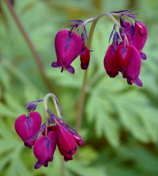 How To Plant, Grow, and Care for Heart Mary Flower