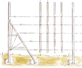 How to Set Up a Support Of an Apple Tree in Espalier