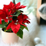 How To Take Care of Poinsettias Through Winter and Beyond