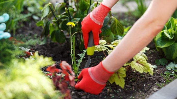 How to Weed a Garden Like a Pro the Easy Way