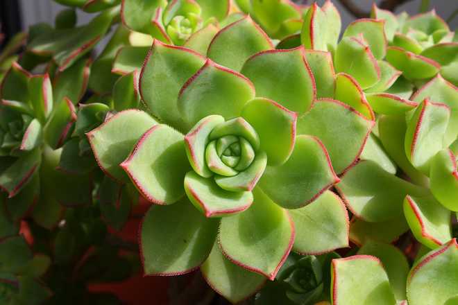 Tips and Information About The Elegant Echeveria