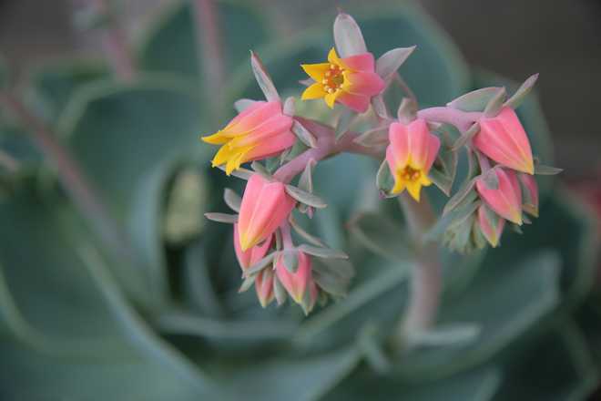 Tips and Information About The Elegant Echeveria