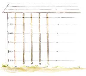 How to Set Up a Support Of an Apple Tree in Espalier