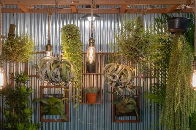 Great Ideas for Creating a Green Wall Indoors 