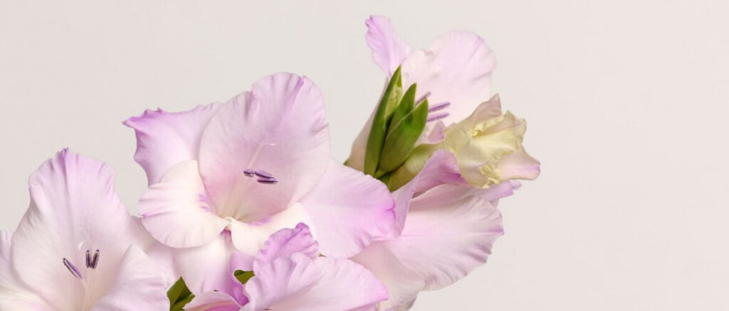 How to Plant, Grow, and Care for Gladiolus Flowers 