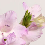 How to Plant, Grow, and Care for Gladiolus Flowers