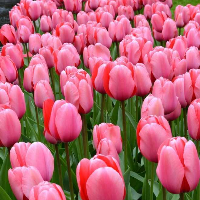 The Most Beautiful Varieties of Tulips to Plant