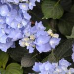 How to Grow Hydrangeas From Stem Cuttings