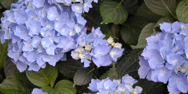 How to Grow Hydrangeas From Stem Cuttings