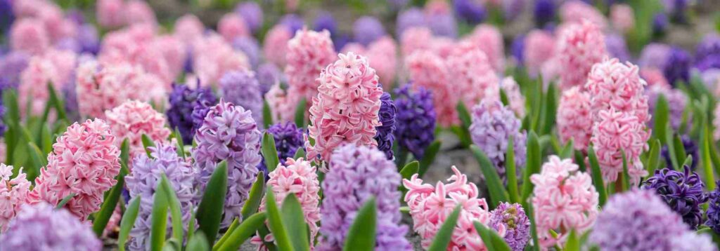 How To Associate Hyacinths in Your Garden 