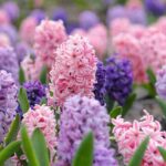 How To Associate Hyacinths in Your Garden