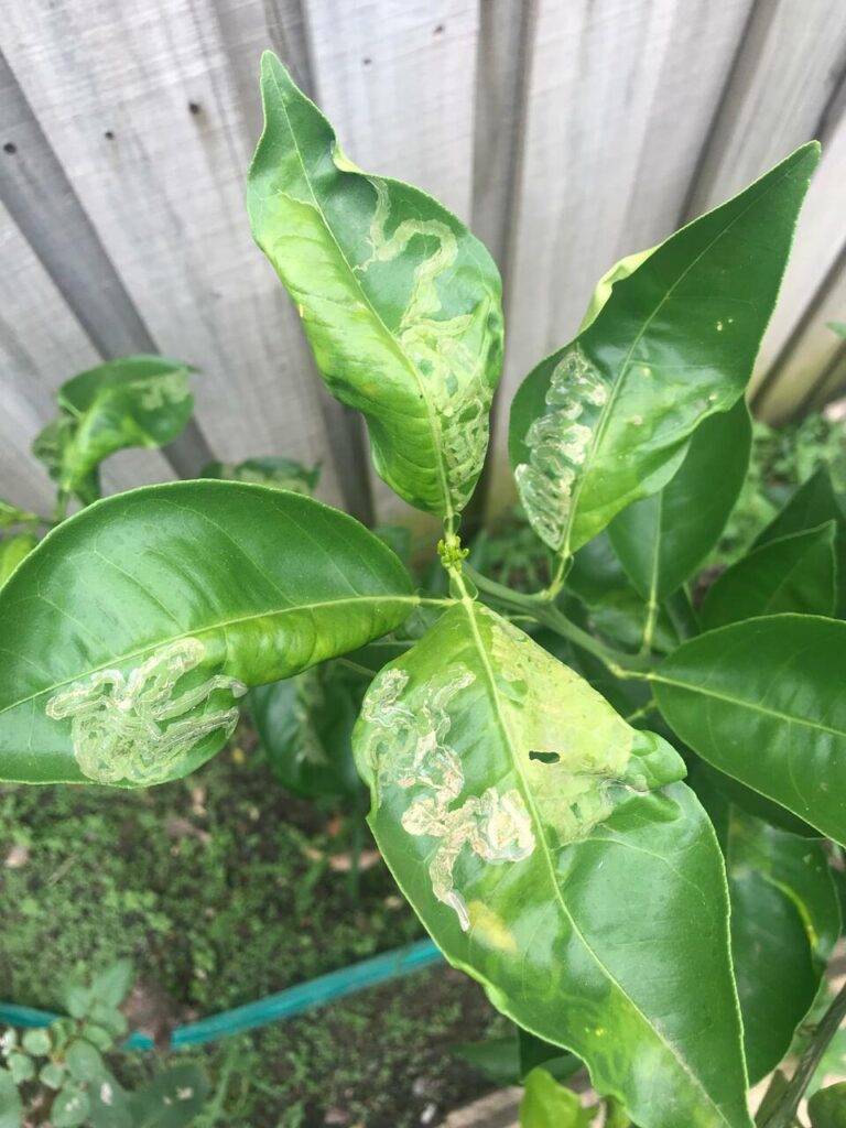 How To Recognize and Control Citrus Leafminer Damage 