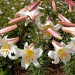 How To Plant, Grow, and Care for Royal lily