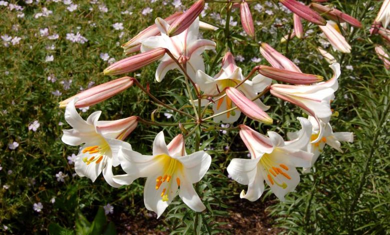 How To Plant, Grow, and Care for Royal lily