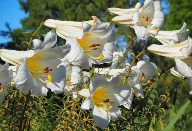 How To Plant, Grow, and Care for Royal lily