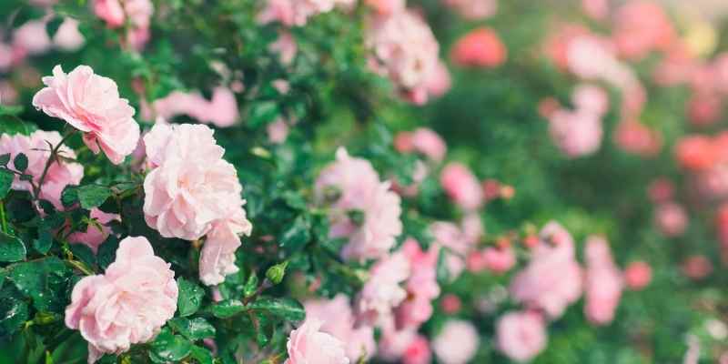 What is Stains on Rose and How to Control It in Your Garden