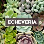 Tips and Information About The Elegant Echeveria