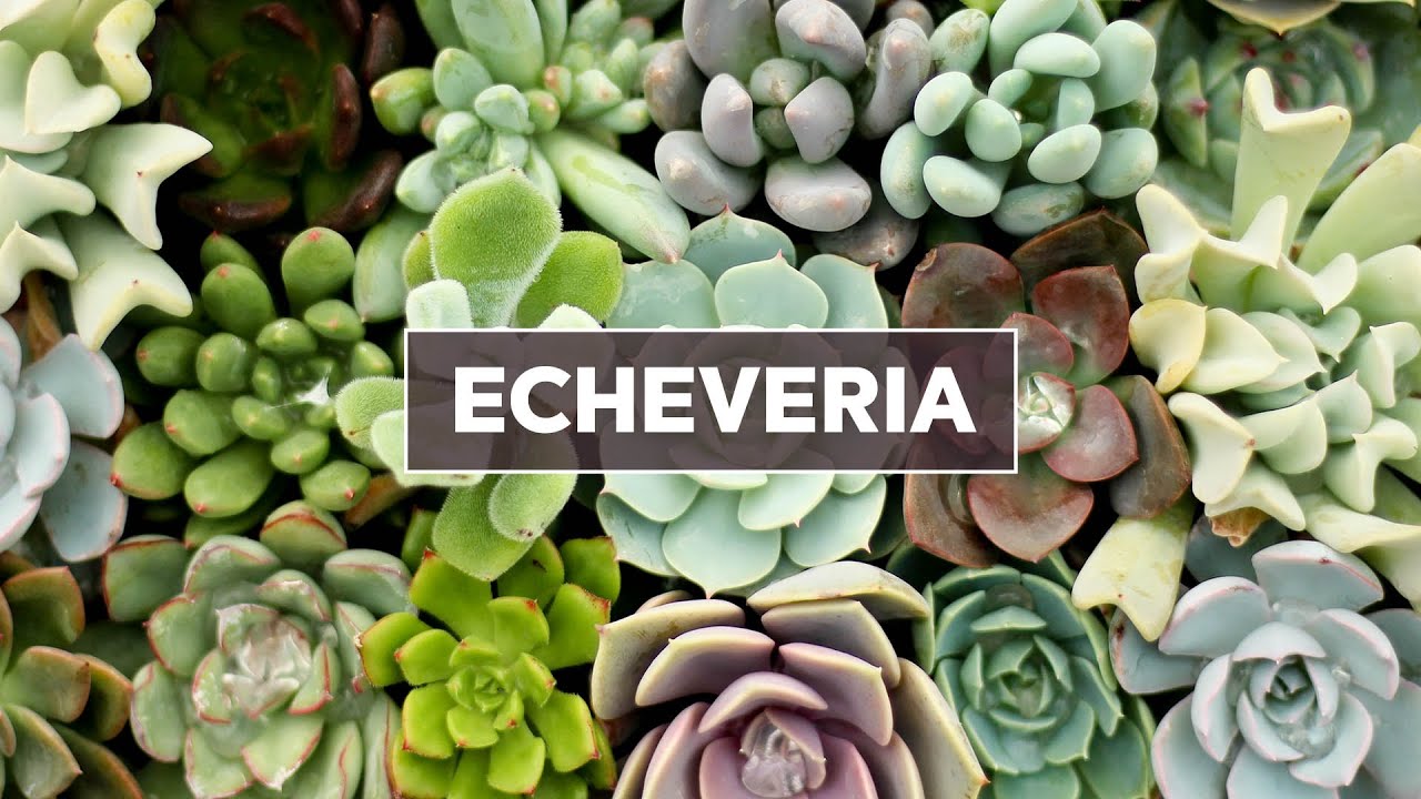 Tips and Information About The Elegant Echeveria