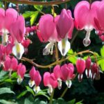 How To Plant, Grow, and Care for Heart of Mary Flower