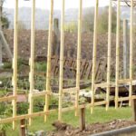 How to Set Up a Support Of an Apple Tree in Espalier