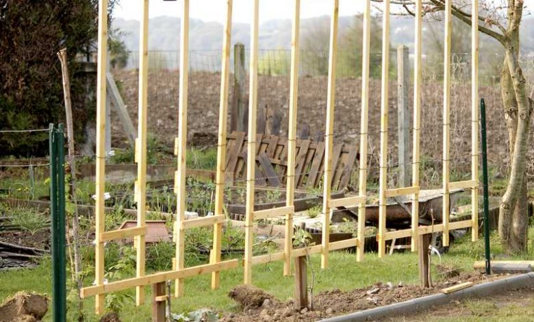 How to Set Up a Support Of an Apple Tree in Espalier