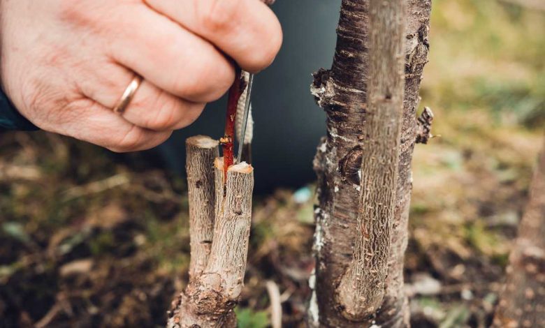 Why and How to Graft a Fruit Tree ?