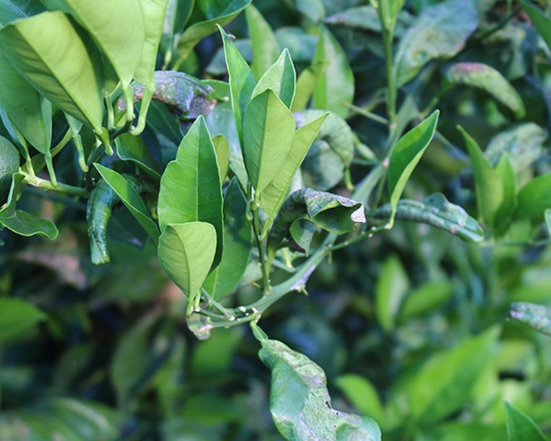 How To Recognize and Control Citrus Leafminer Damage 