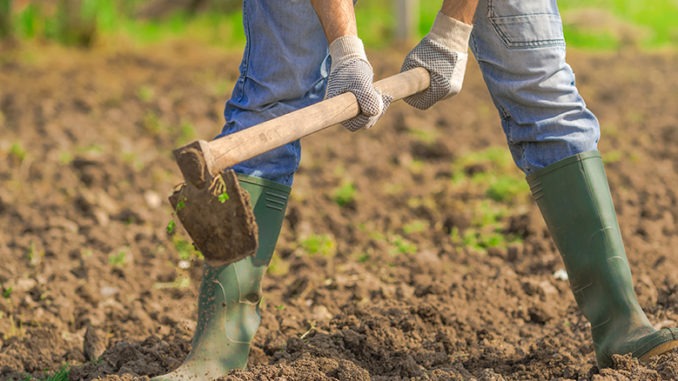 How to Prepare Your Soil for a Garden