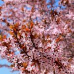 Prunus With Flowers: When, How to Prune it?