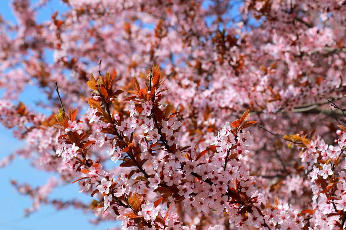 Prunus With Flowers: When, How to Prune it?