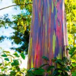 How to grow rainbow eucalyptus