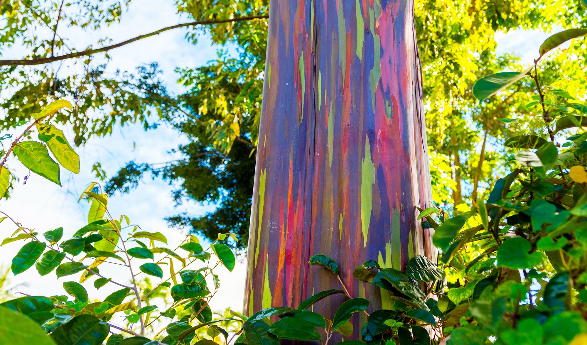 How to grow rainbow eucalyptus