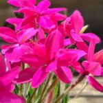 How To Plant, Grow, and Care for Rhodohypoxis