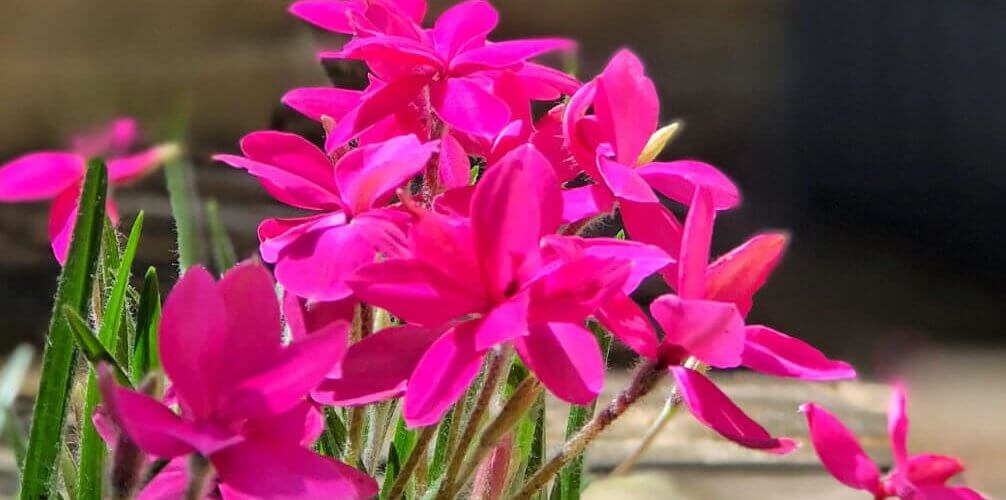 How To Plant, Grow, and Care for Rhodohypoxis