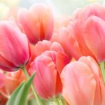 The Most Beautiful Varieties of Tulips to Plant