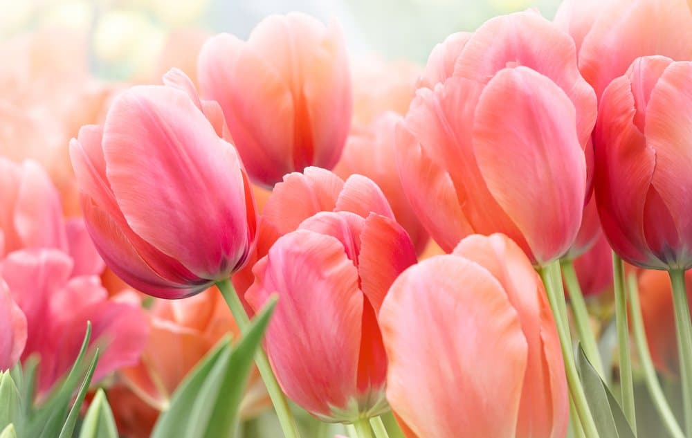 The Most Beautiful Varieties of Tulips to Plant