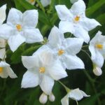 How To Plant, Grow, and Care for Solanum