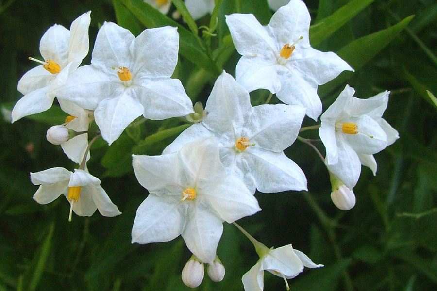 How To Plant, Grow, and Care for Solanum