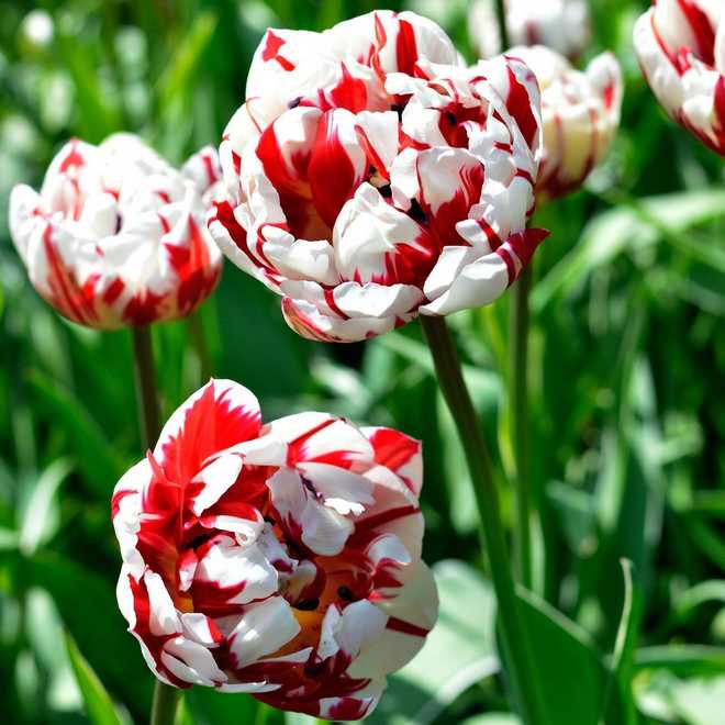 The Most Beautiful Varieties of Tulips to Plant