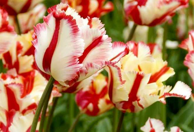 The Most Beautiful Varieties of Tulips to Plant