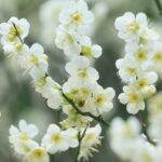 7 Of The Best Trees With White Flowers