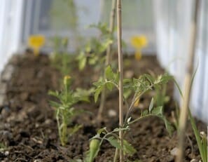 How To Grow Tomatoes In a Tunnel