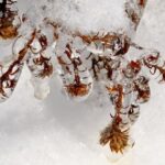 What To Do In The Garden After a Severe Frost