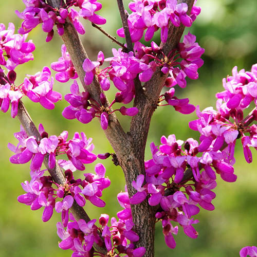 How To Grow and Care For Judas Tree: Ornamental And Symbolic