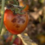 How To Identify Tomato Diseases and How to Prevent them