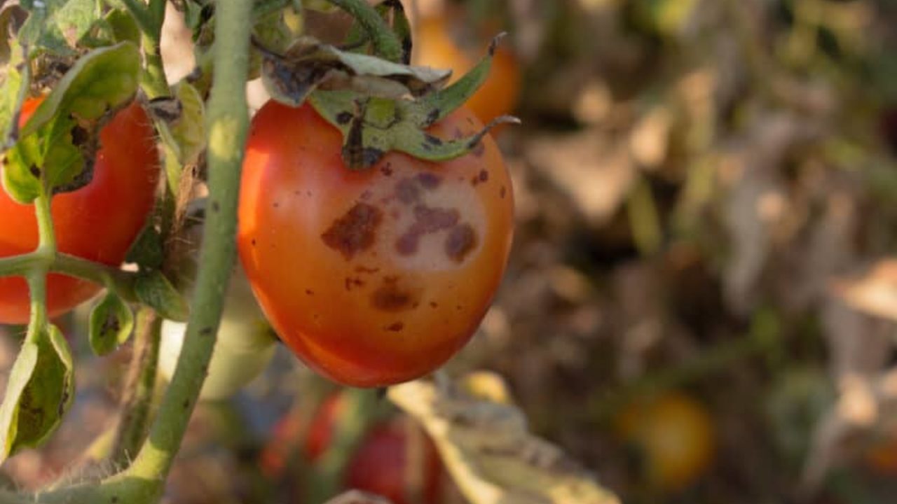 How To Identify Tomato Diseases and How to Prevent them