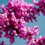 How To Grow and Care For Judas Tree: Ornamental And Symbolic