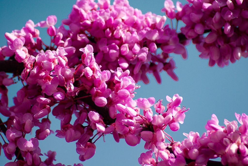 How To Grow and Care For Judas Tree: Ornamental And Symbolic