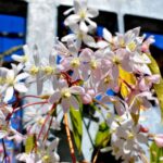 Tips and Information About The Amazing Clematis Armandii